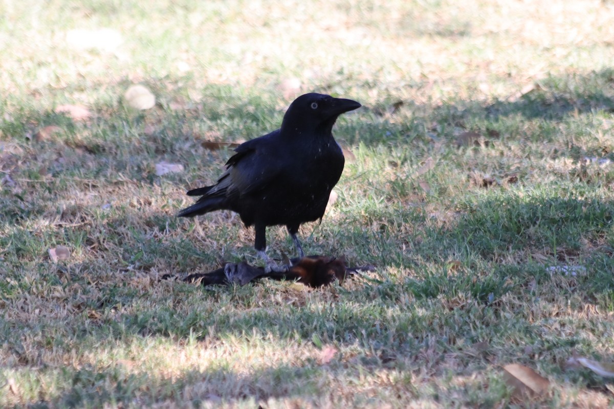 Torresian Crow - ML636340006