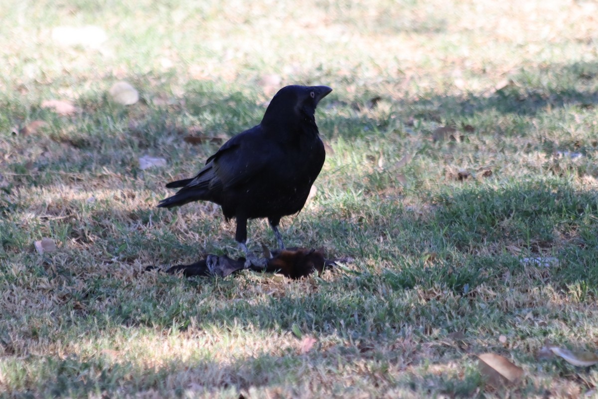 Torresian Crow - ML636340008