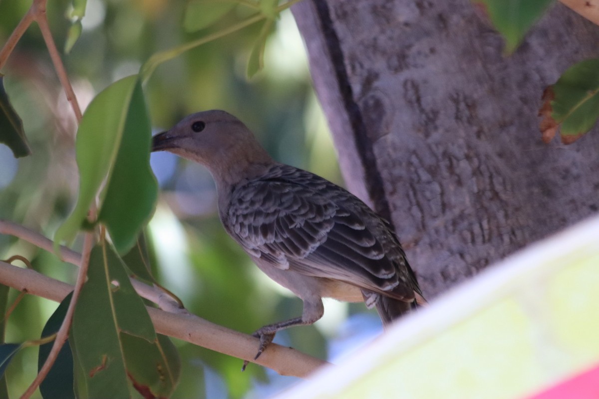 Great Bowerbird - ML636340018