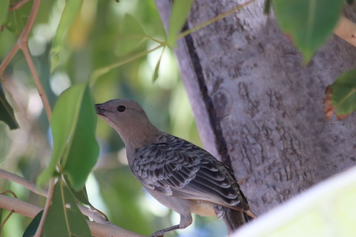 Great Bowerbird - ML636340019