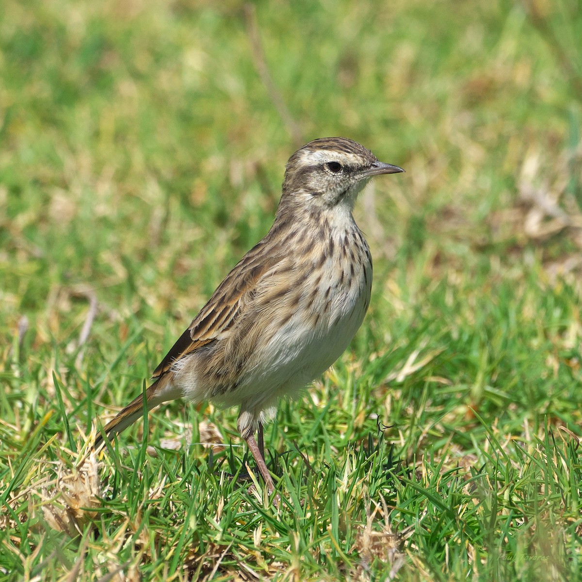 New Zealand Pipit - ML636340023
