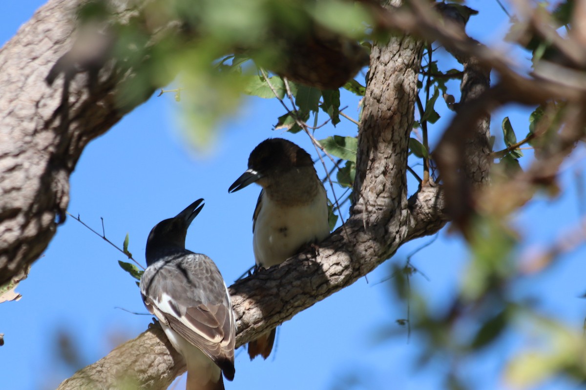 Pied Butcherbird - ML636340027