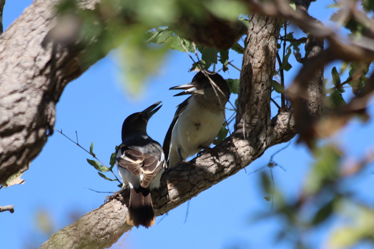 Pied Butcherbird - ML636340028
