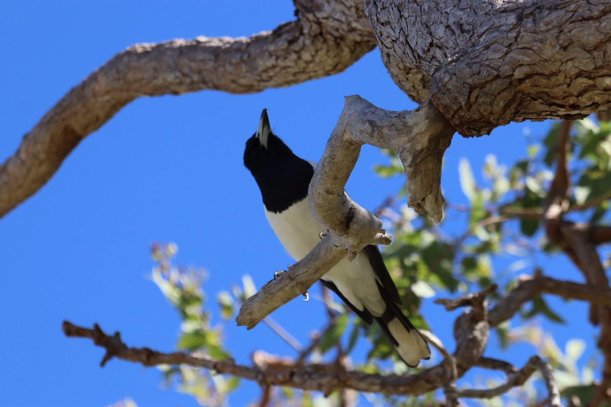 Pied Butcherbird - ML636340029