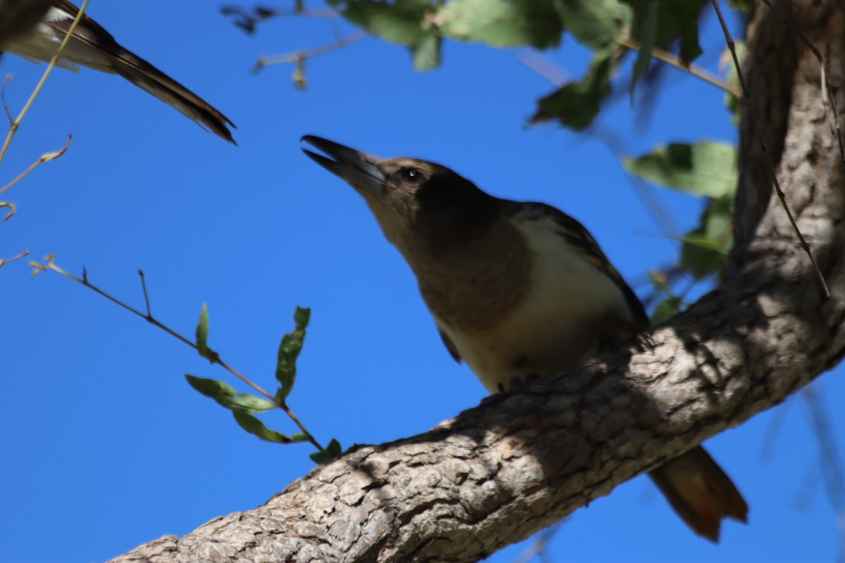 Pied Butcherbird - ML636340030