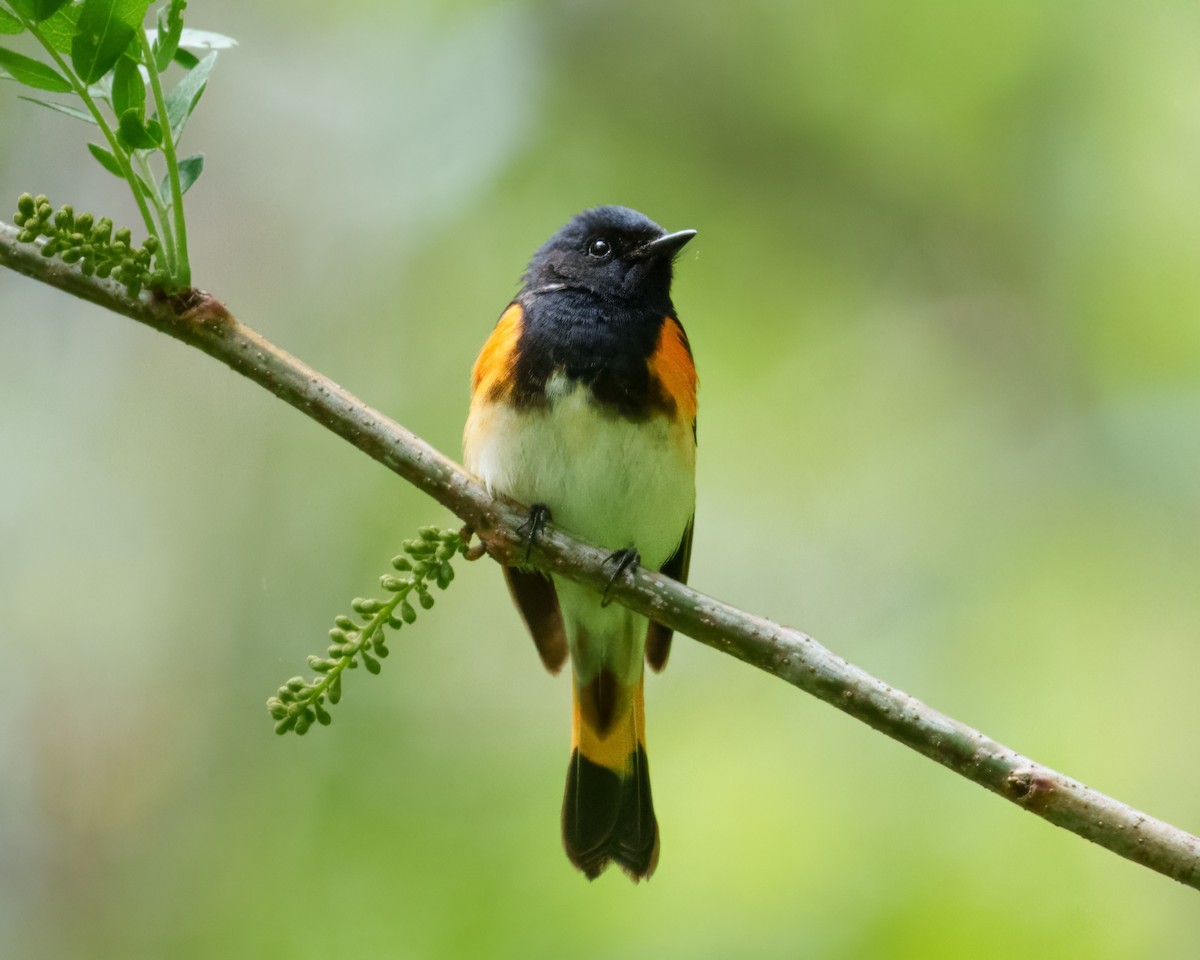 American Redstart - ML636340041