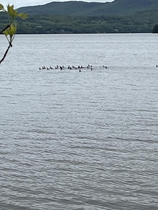 Double-crested Cormorant - ML636340045