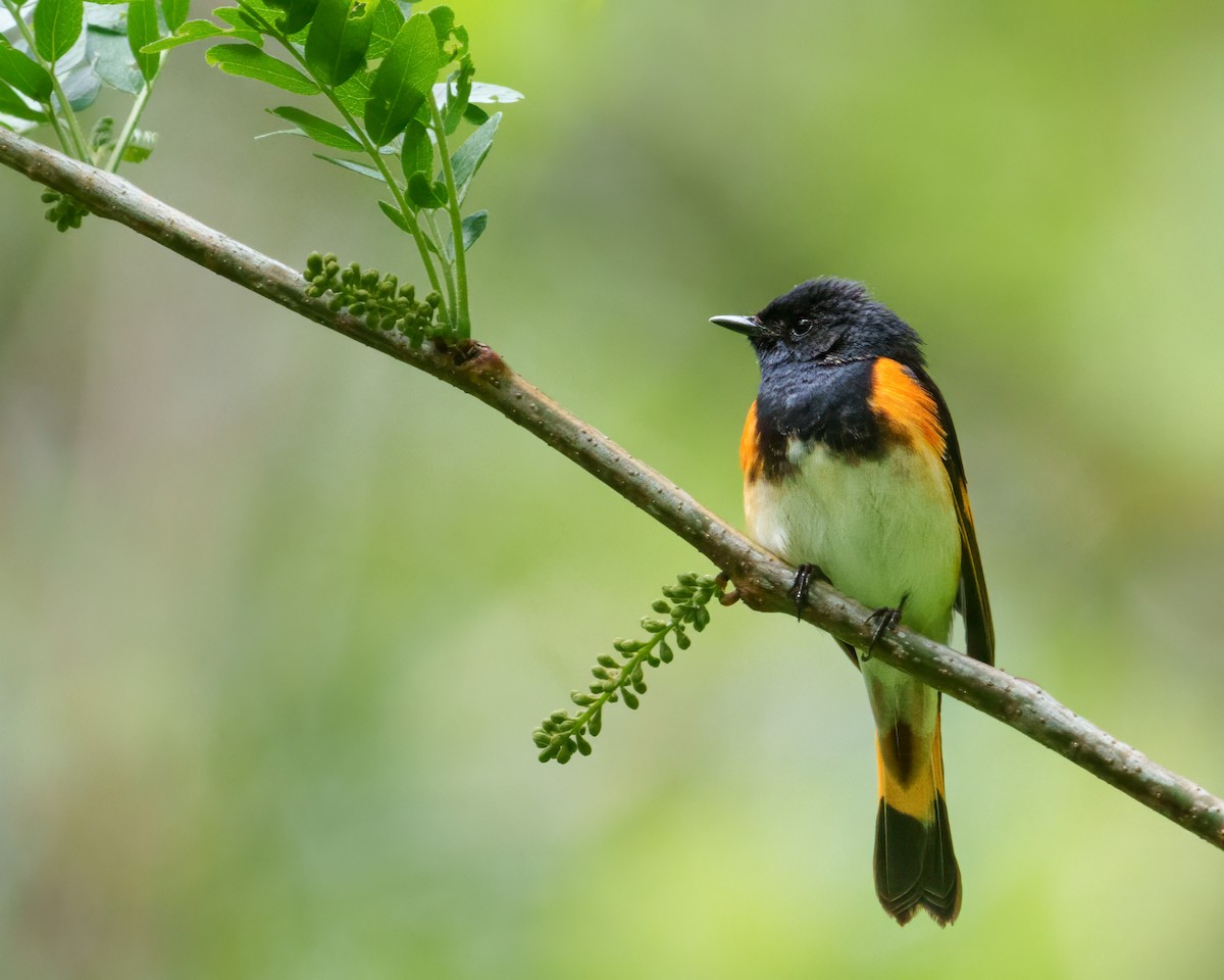 American Redstart - ML636340047