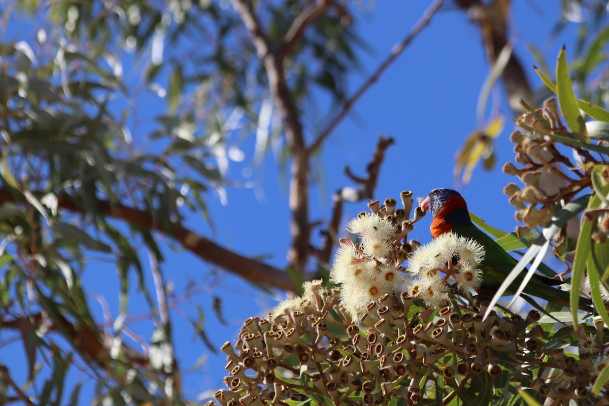 Red-collared Lorikeet - ML636340053