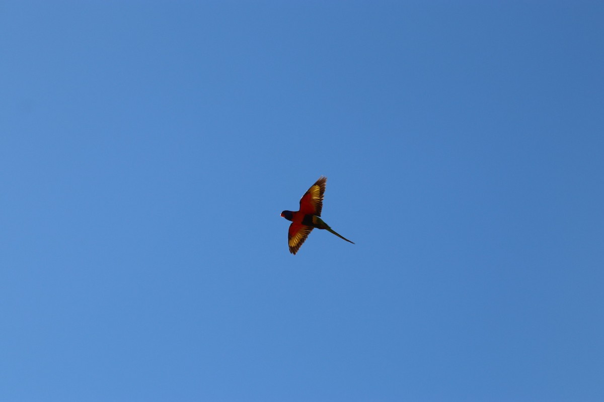 Red-collared Lorikeet - ML636340054