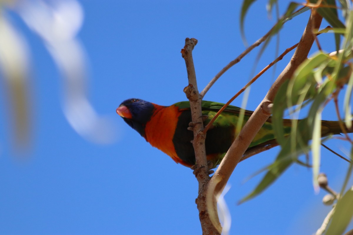 Red-collared Lorikeet - ML636340055