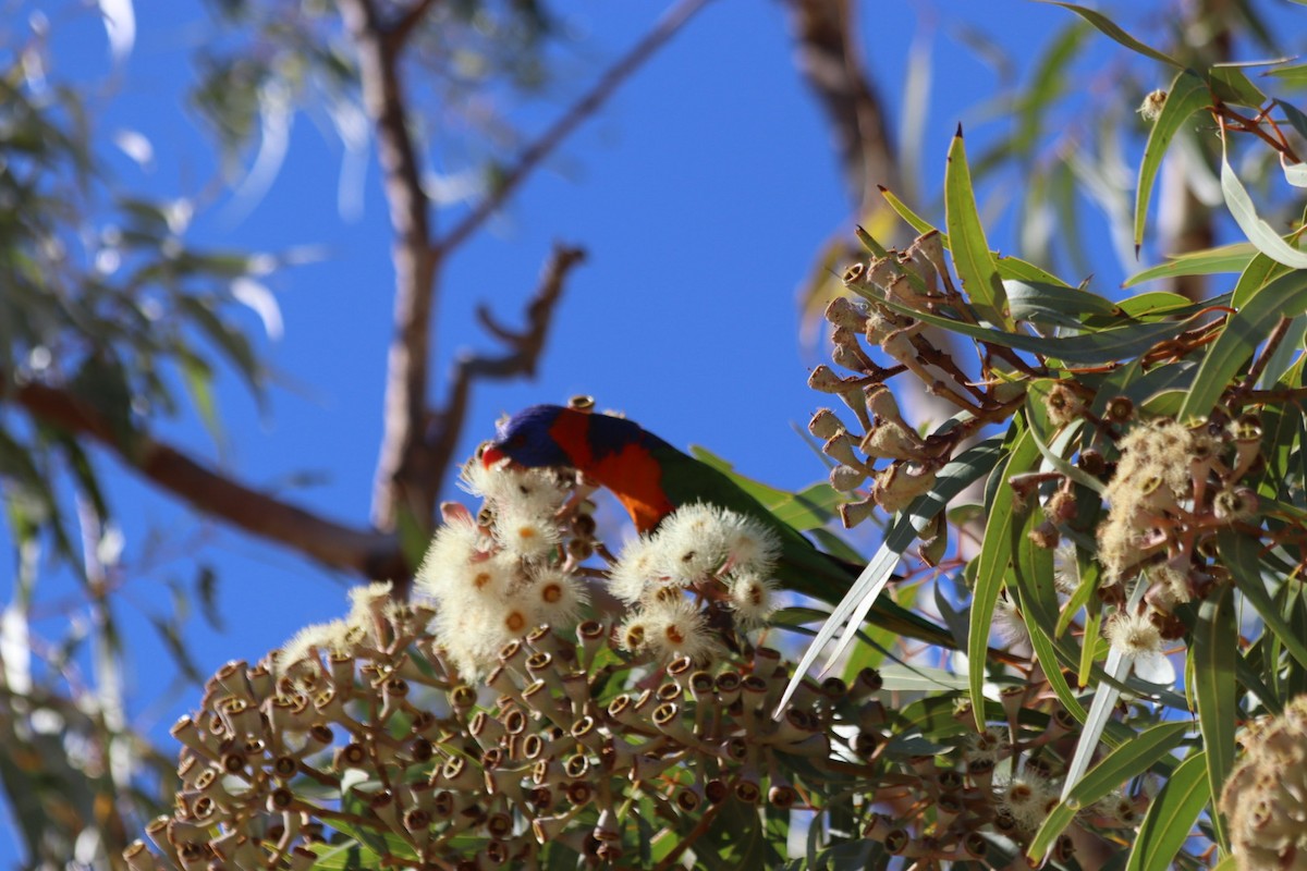 Red-collared Lorikeet - ML636340056