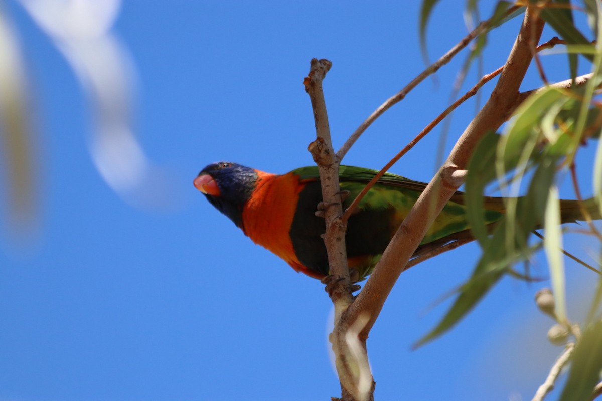 Red-collared Lorikeet - ML636340057