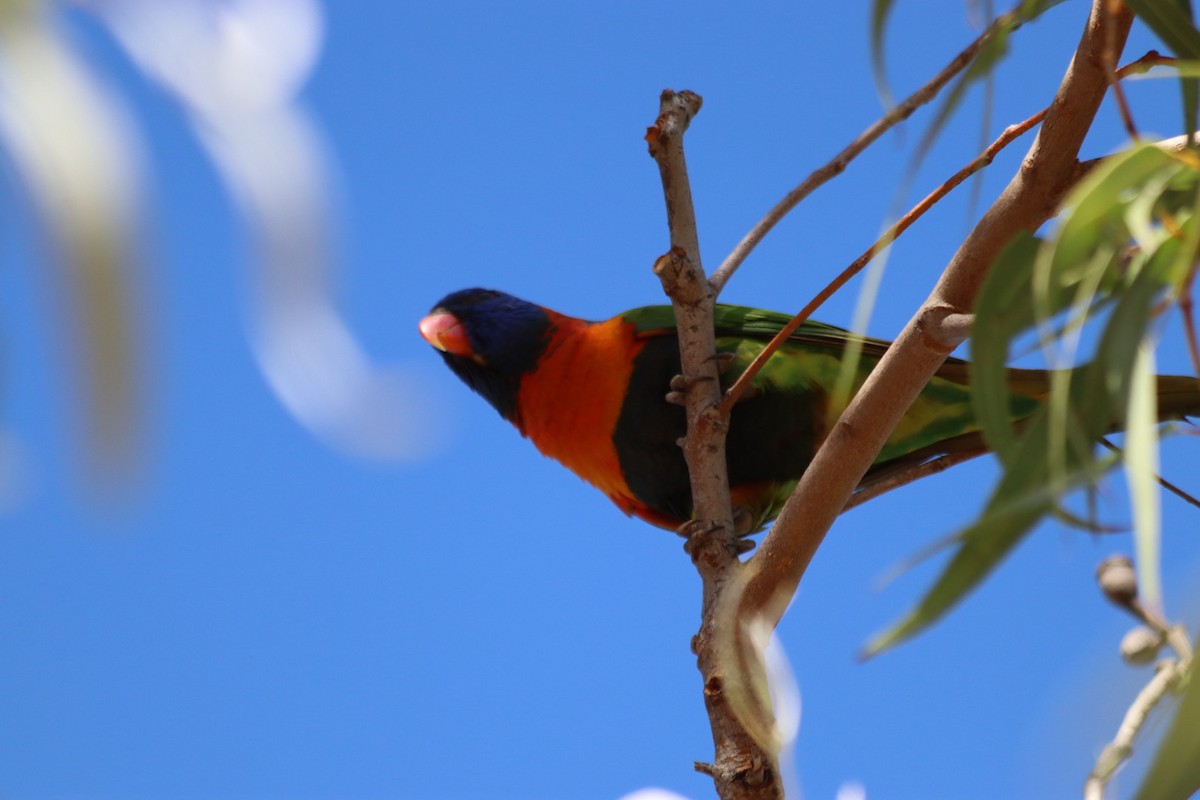 Red-collared Lorikeet - ML636340058
