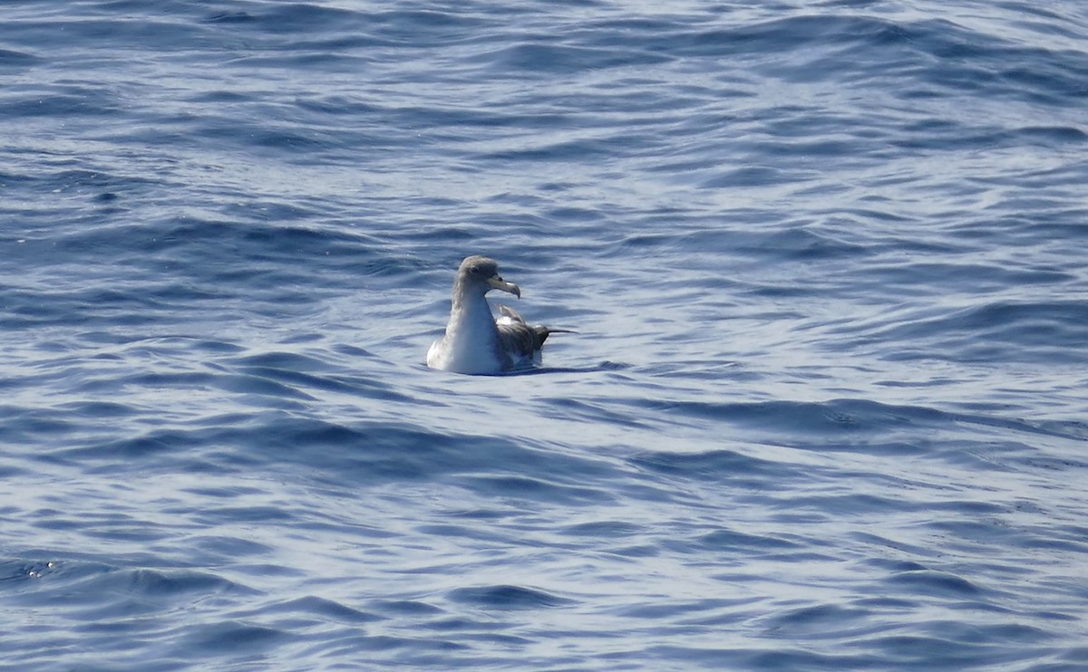 Puffin cendré ou P. de Scopoli - ML636340082
