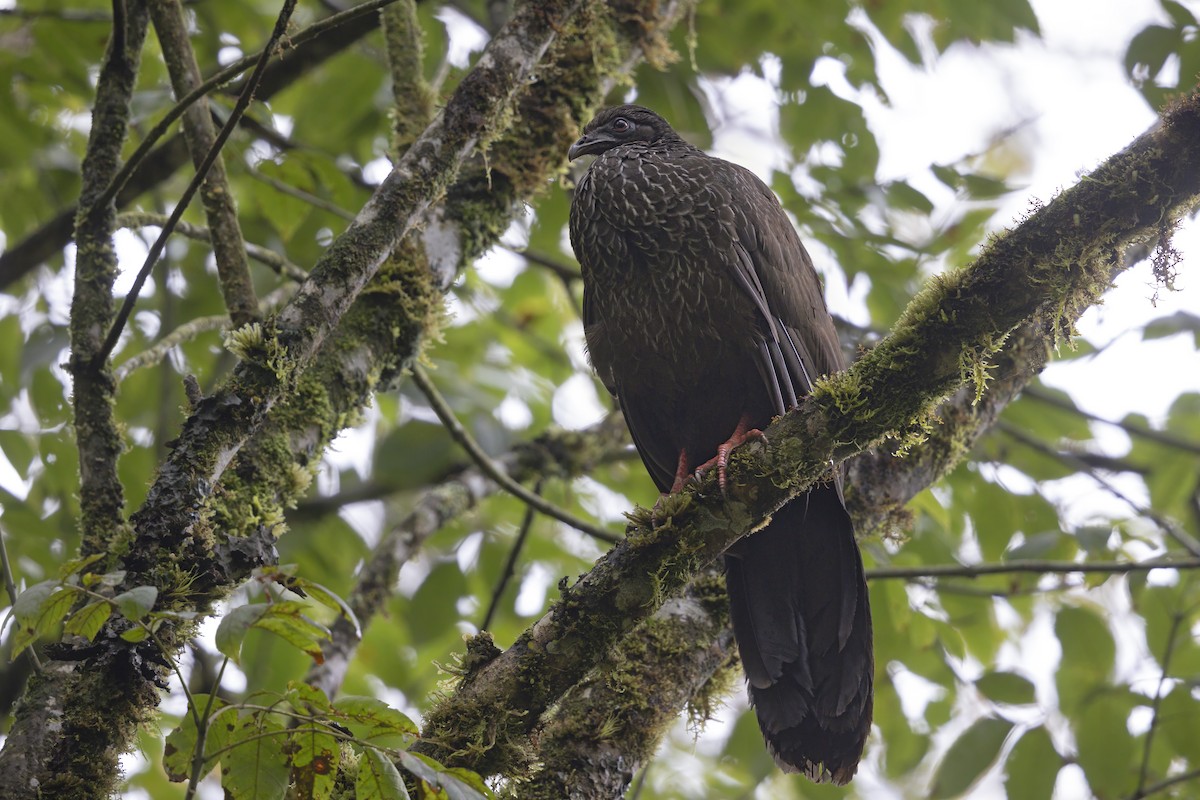 Cauca Guan - ML636340165