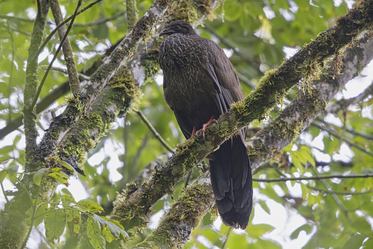 Cauca Guan - ML636340166