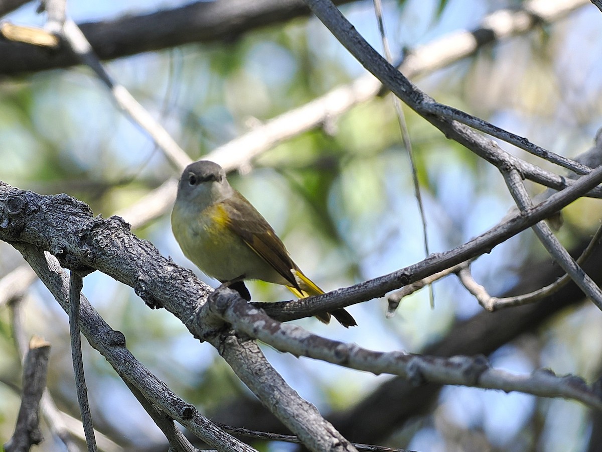 American Redstart - ML636340183