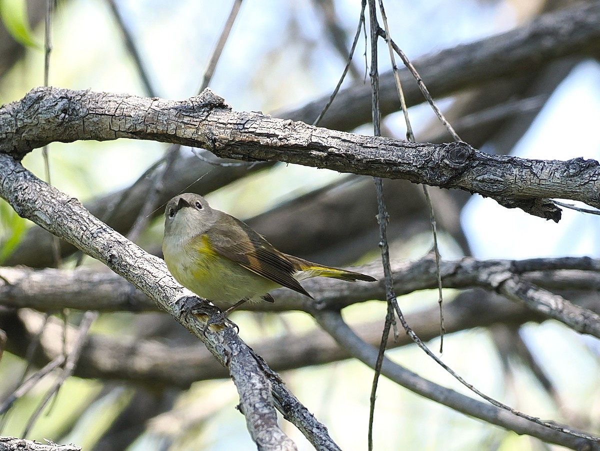 American Redstart - ML636340184