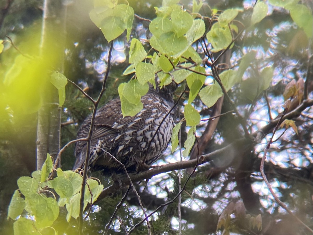 Spruce Grouse (Spruce) - ML636340230