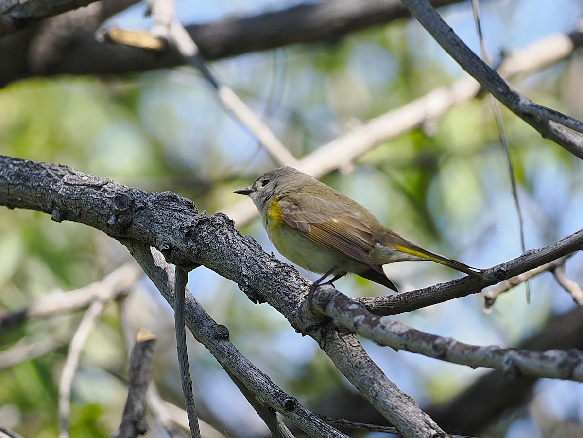 American Redstart - ML636340261