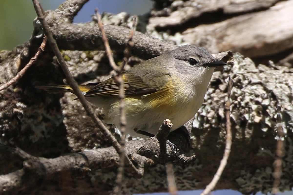 American Redstart - ML636340598