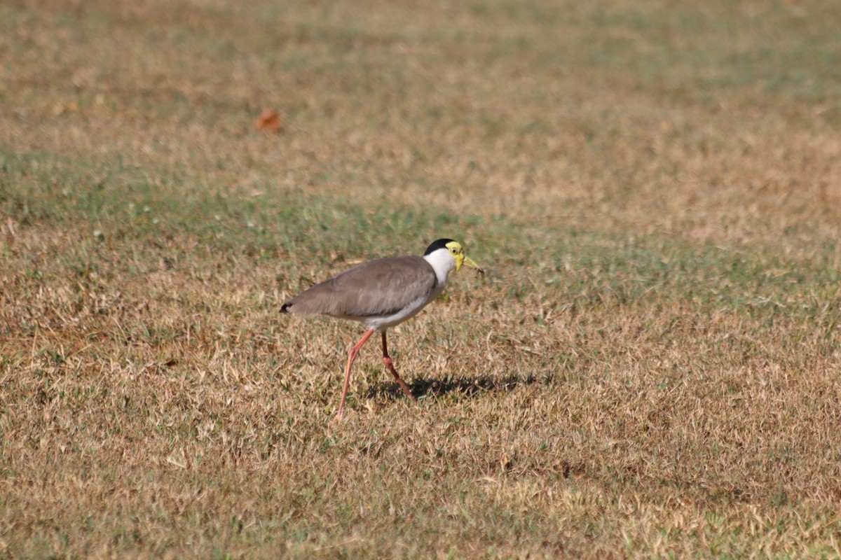 Masked Lapwing - ML636340796
