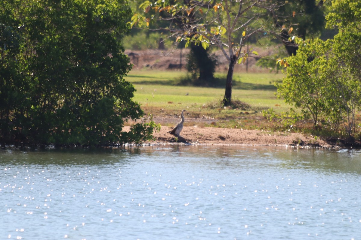 Australasian Darter - ML636340798