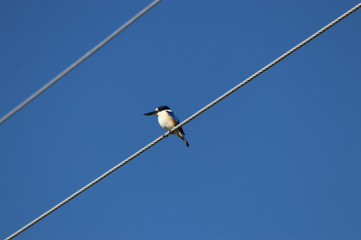 Forest Kingfisher - ML636340805