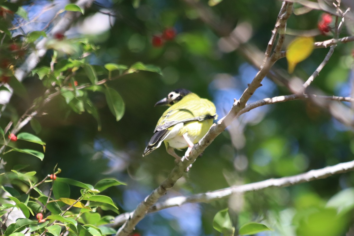 Australasian Figbird - ML636340808