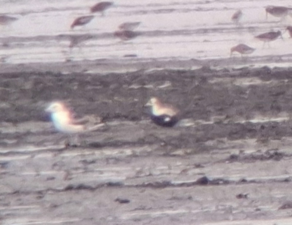 Spectacled Eider - ML636340901