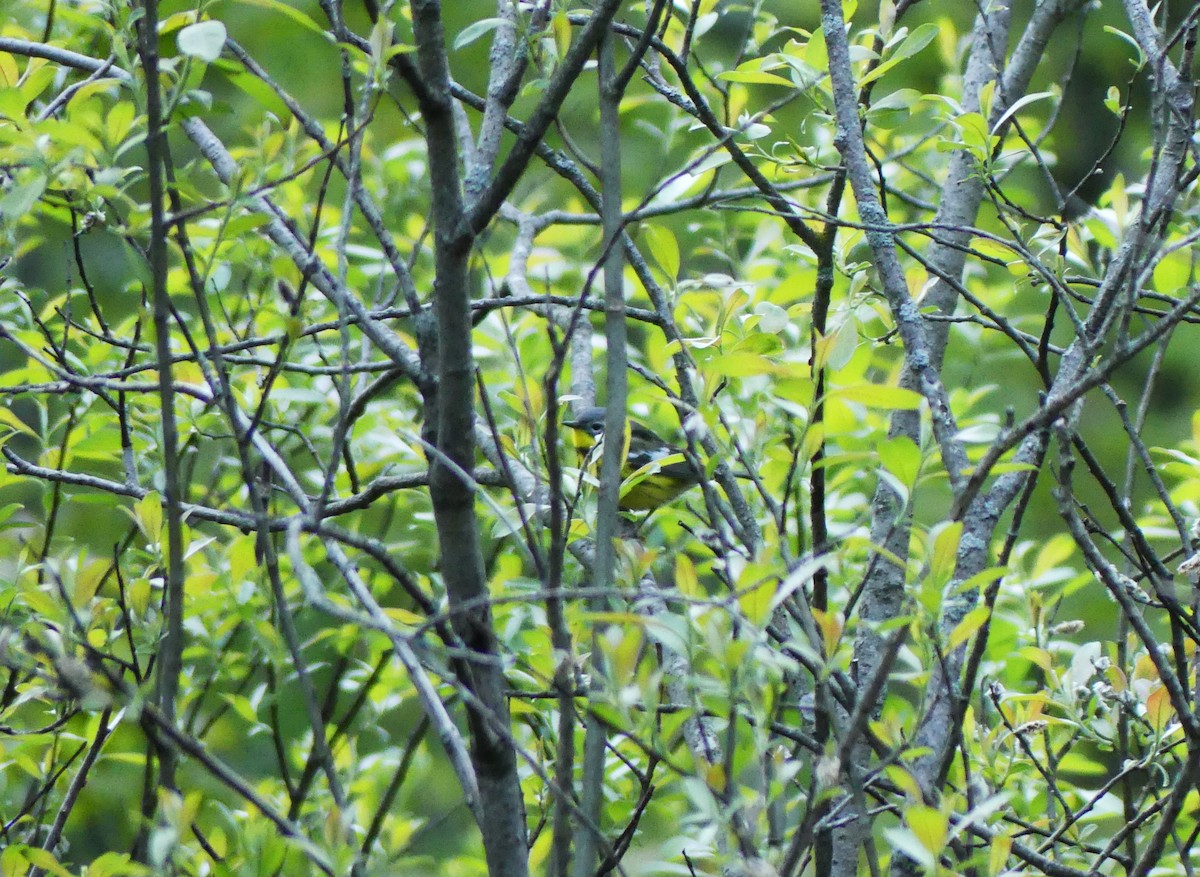 Magnolienwaldsänger - ML636341016