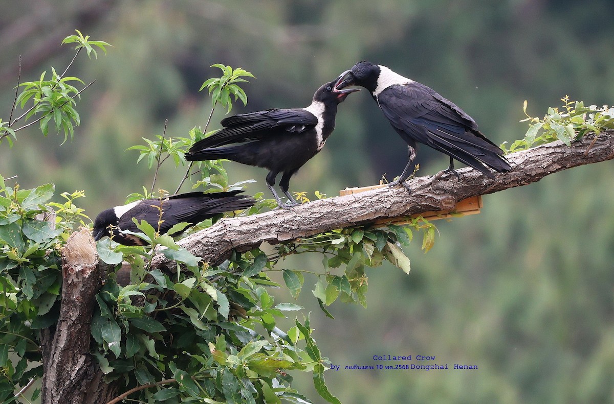 Collared Crow - ML636341048