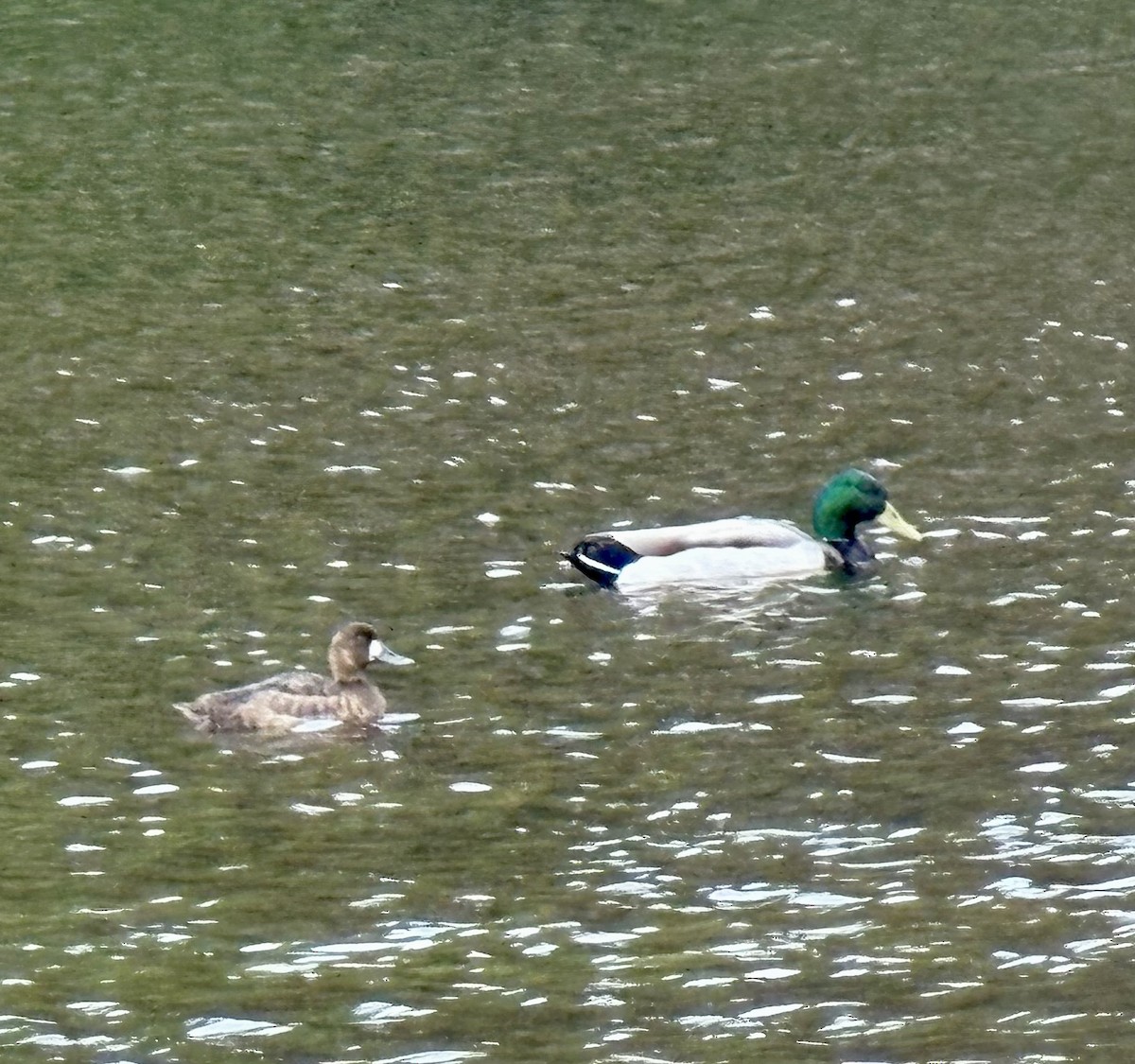 Greater Scaup - ML636341050