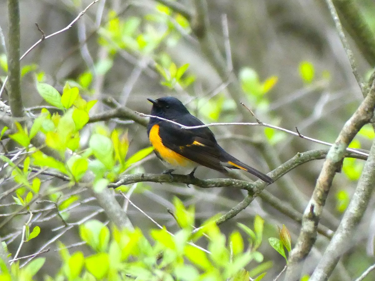 American Redstart - ML636341171