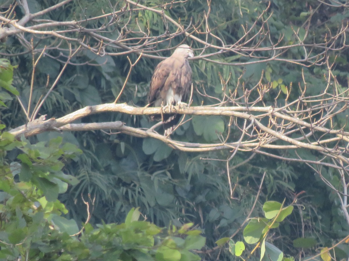 Малый рыболов - ML636341222