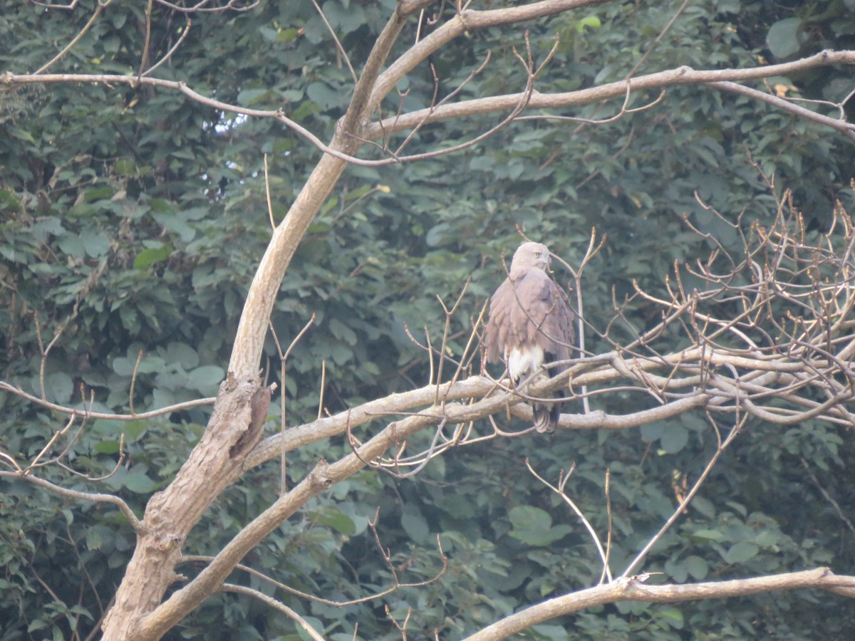 Малый рыболов - ML636341223