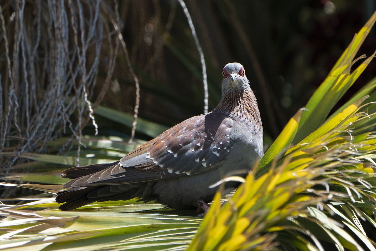 Speckled Pigeon - ML636341259