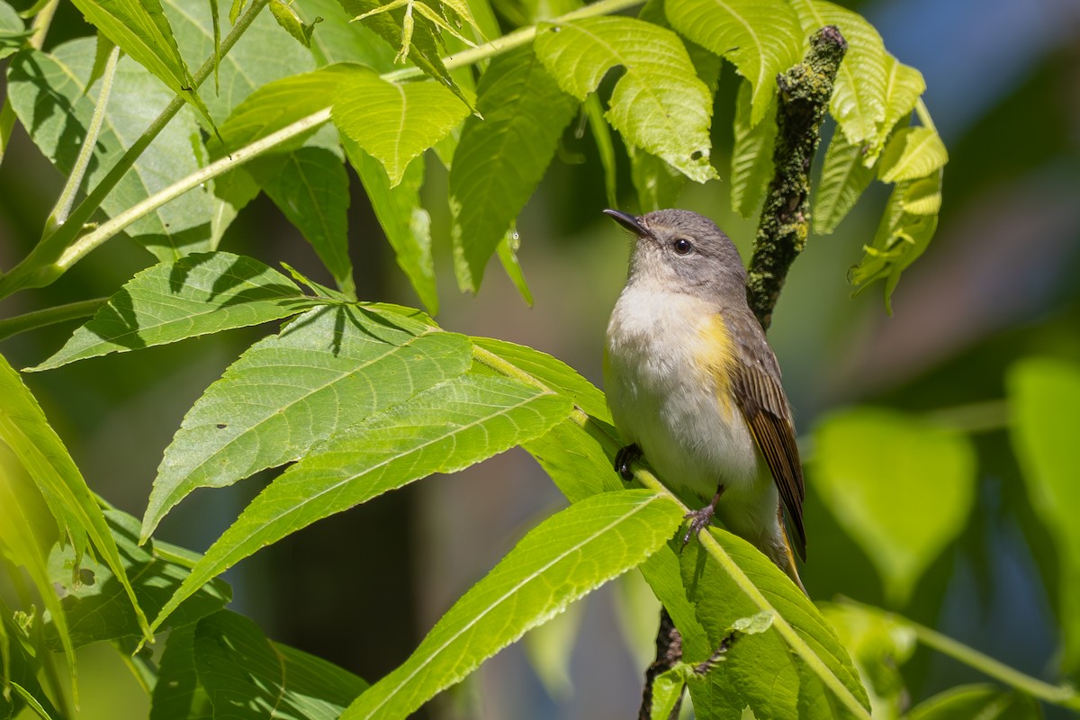 American Redstart - ML636341305