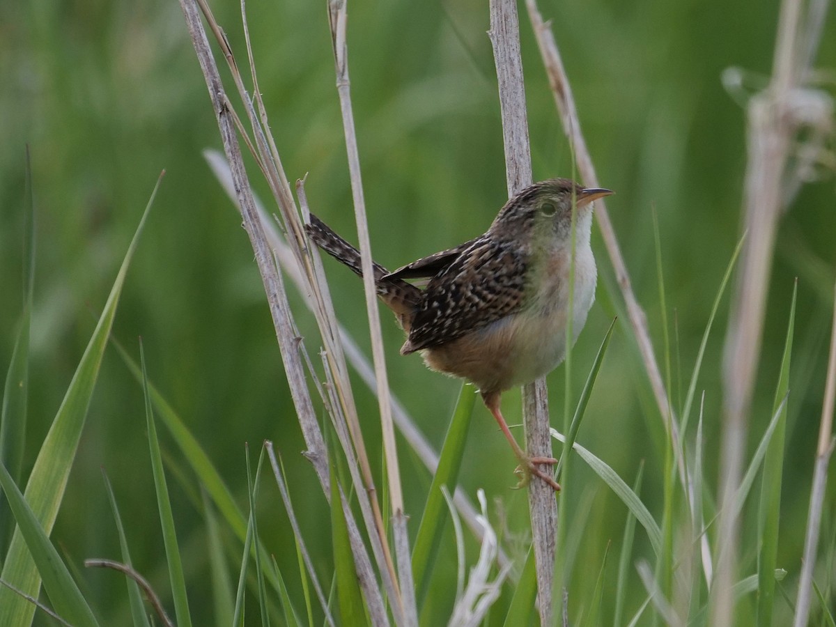 Sedge Wren - ML636341448
