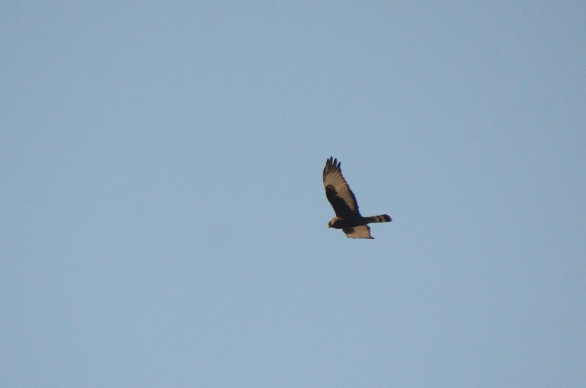 Black Harrier - ML636341463