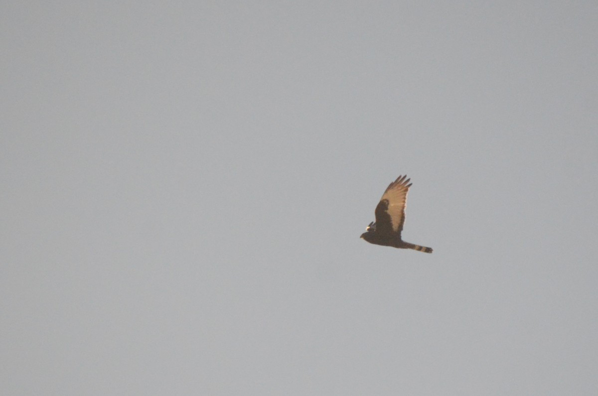 Black Harrier - ML636341485
