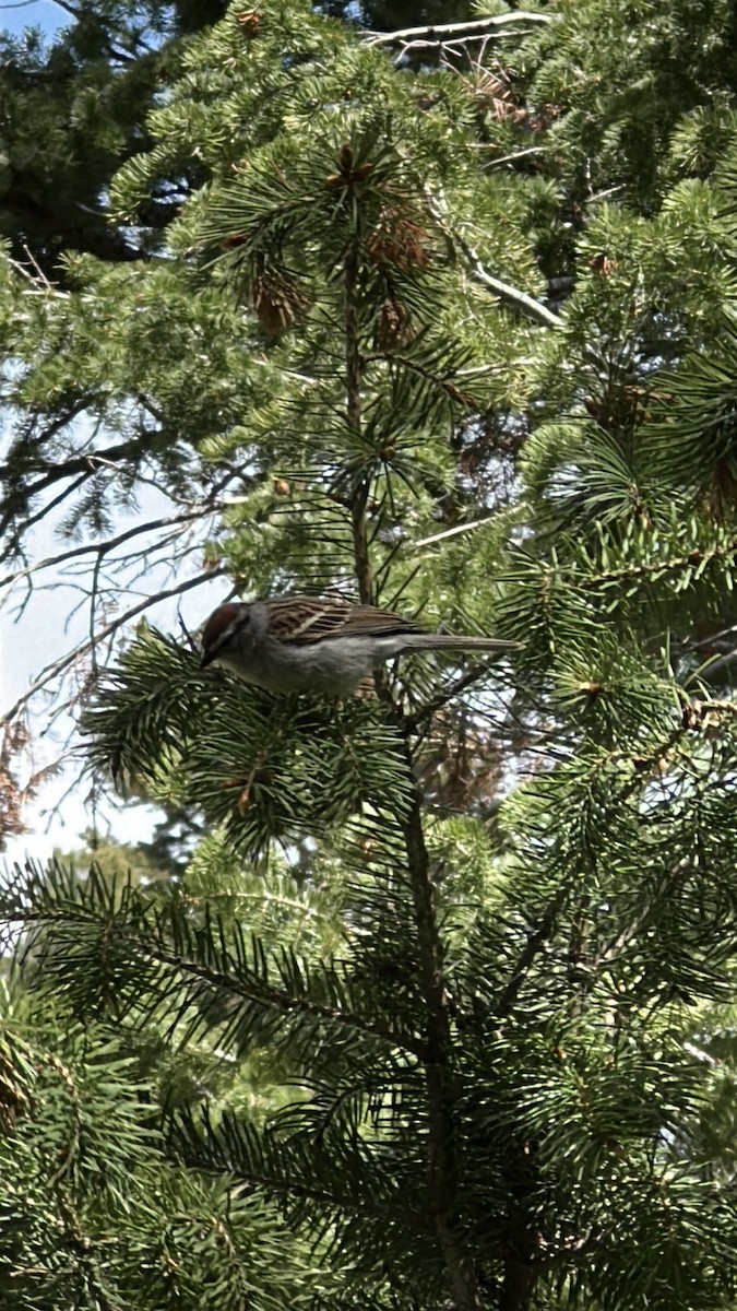 Chipping Sparrow - ML636341535