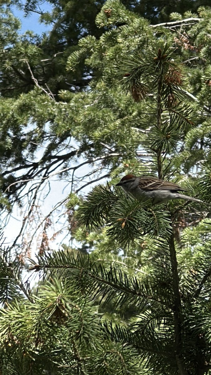 Chipping Sparrow - ML636341536