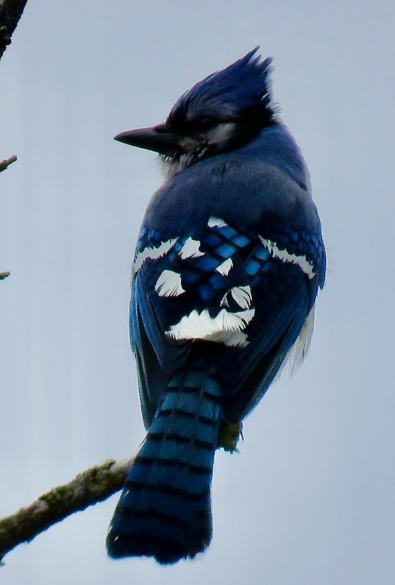 Blue Jay - ML636341569