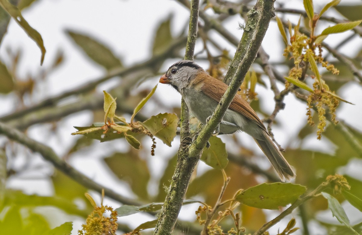 Gray-headed Parrotbill - ML636341612