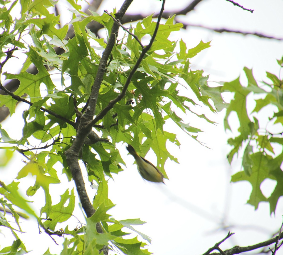 American Redstart - ML636341622