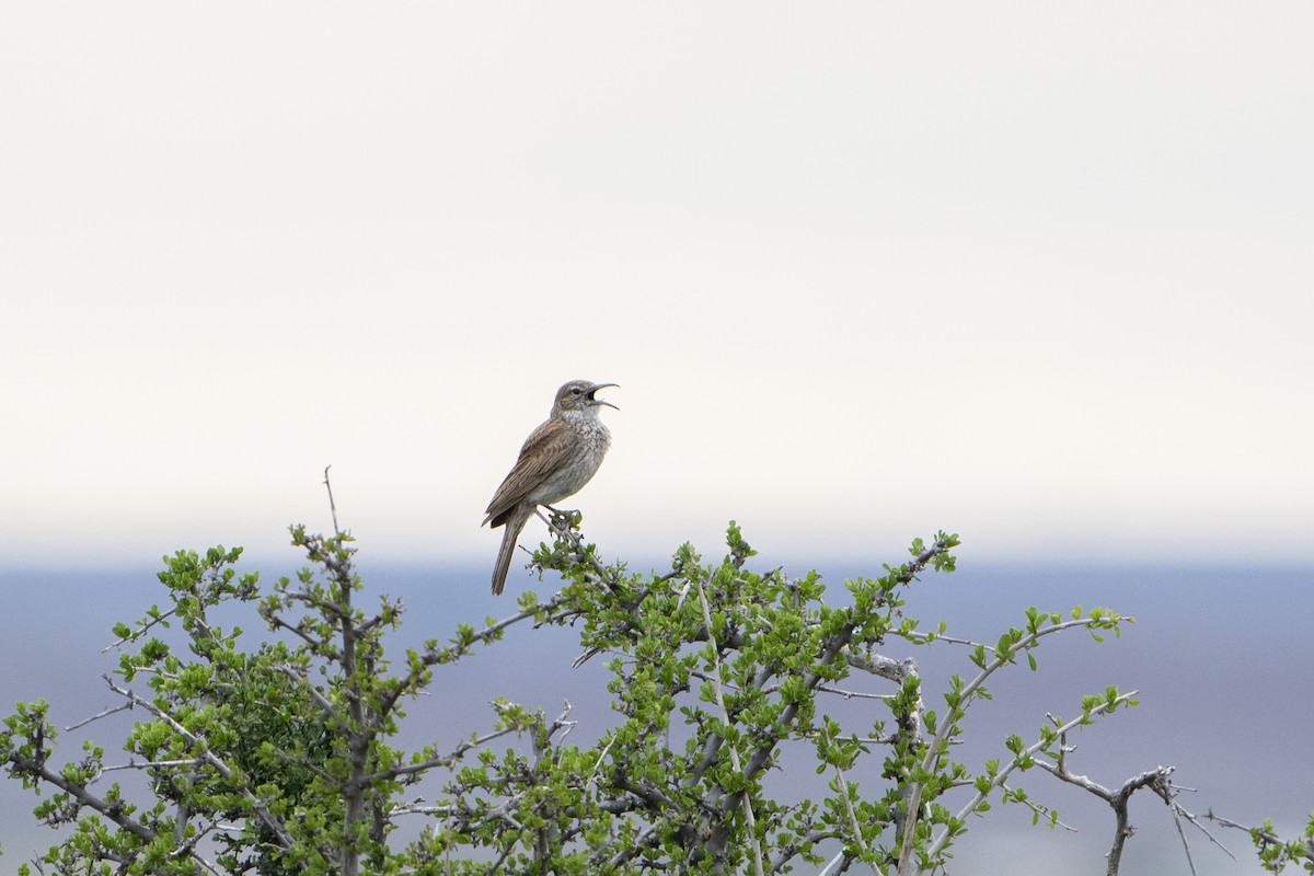 Karoo Long-billed Lark - ML636341674