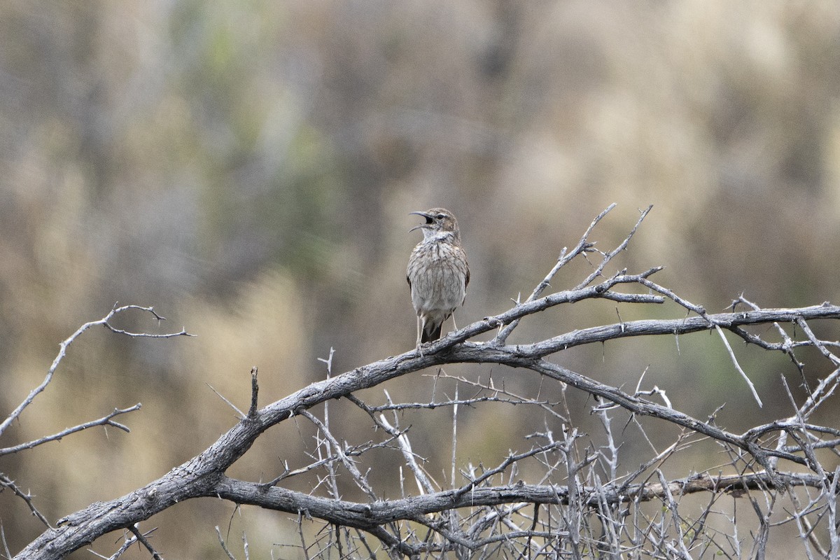 Karoo Long-billed Lark - ML636341675