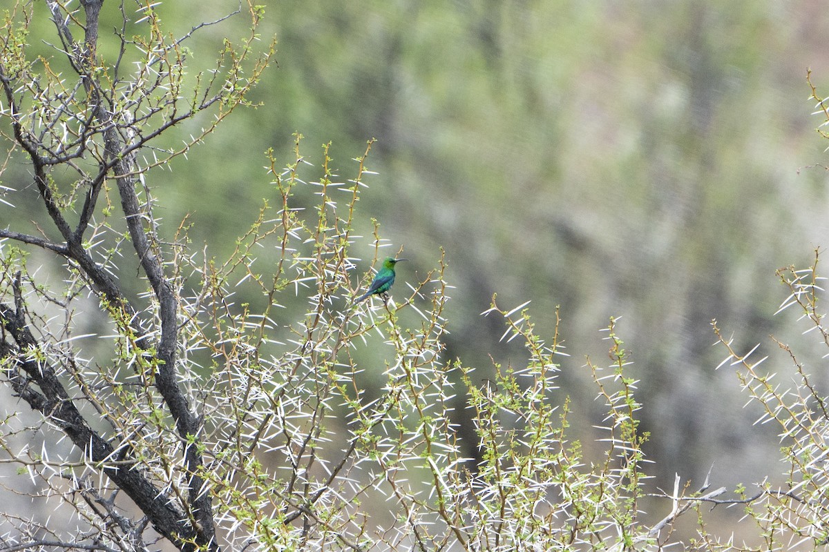 Malachite Sunbird - ML636341755